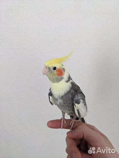 Попугай корелла