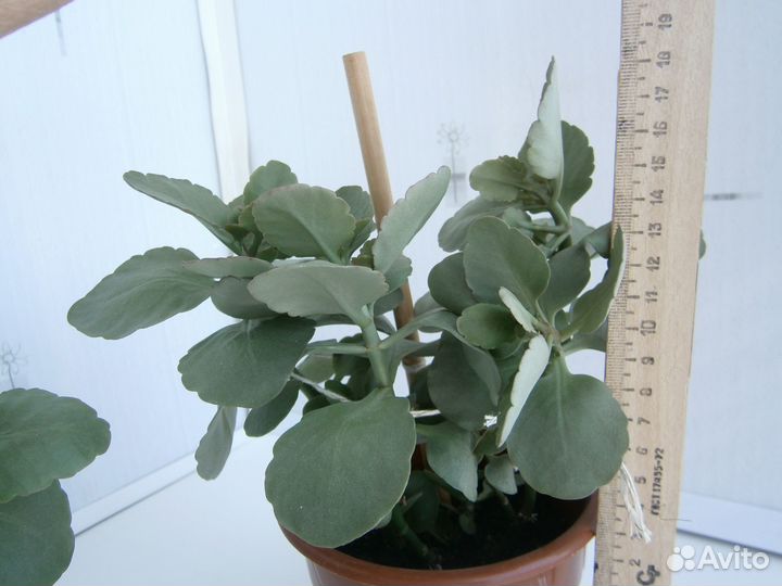 Коланхоэ цветущий