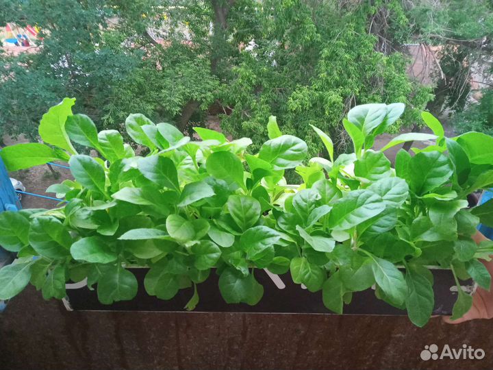 Табак рассада Боливийский черный около 150 корней