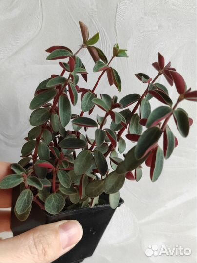 Пеперомии 1 часть