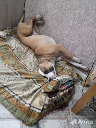 Зоогостиница/передержека