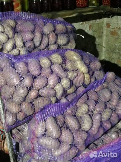 Продам картофель оптом