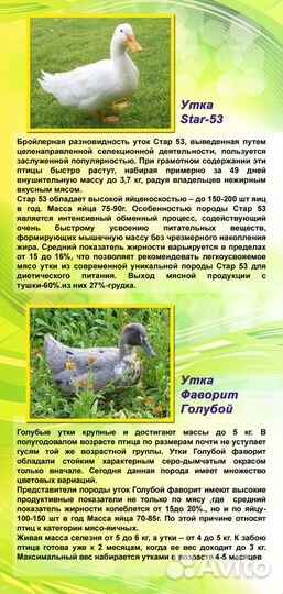 Яйцо инкубационное утиное