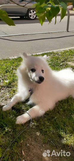 Выгульщик собак