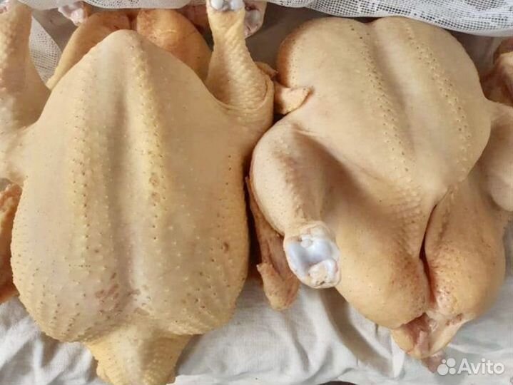 Курочка домашняя