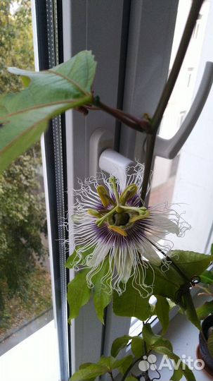 Ростки пассифлоры