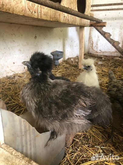 Куры домашние