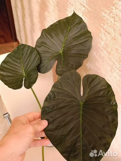 Алоказия Регал Шилдс