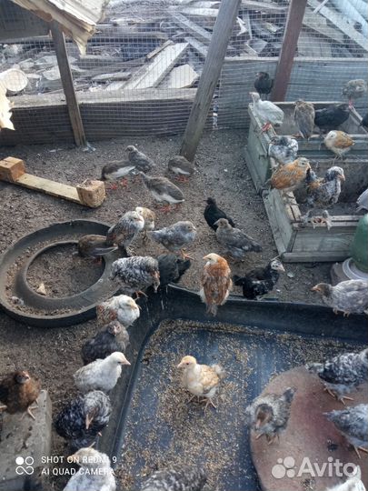 Цыплята домашние индюшата