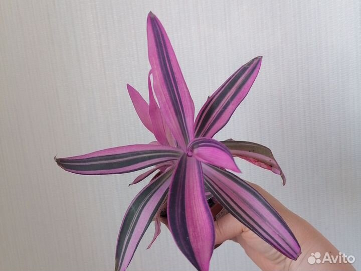 Традесканция вариегатная пурпурная