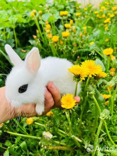 Кролик мини карликовый. Большой выбор