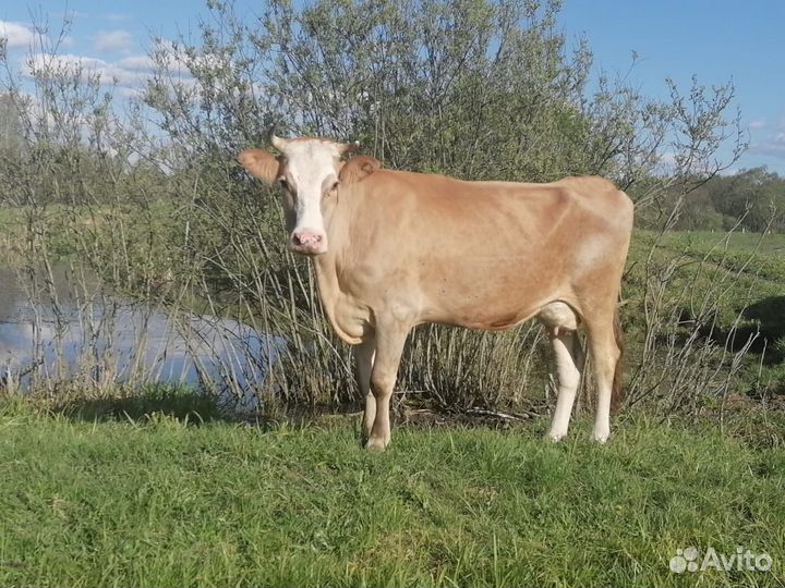 Корова высокоудойная стельная