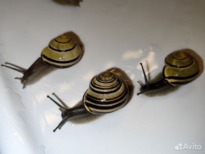 Улитка Цепея взрослые