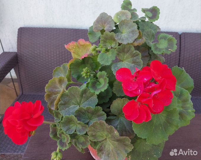 Пеларгония герань