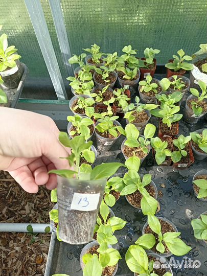 Петунии тумбелины София, мария присцилла