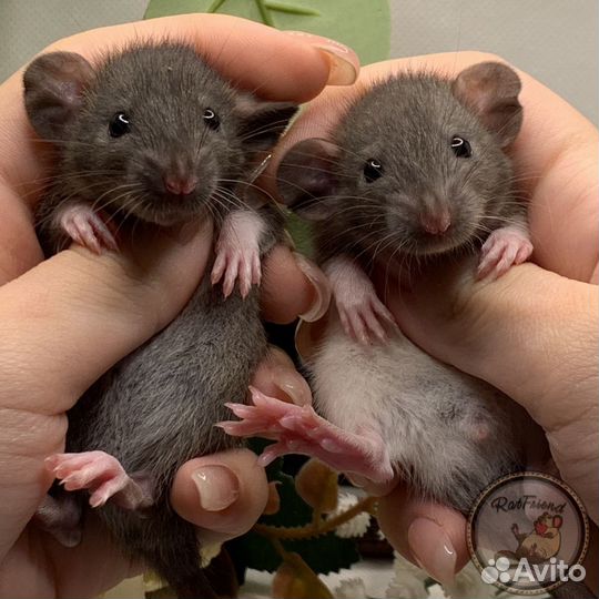 Крысята дамбо, рекс, стандарт. Декоративные крысы