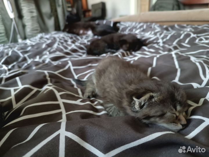 Отдам бесплатно котят в добрые руки (мальчики)