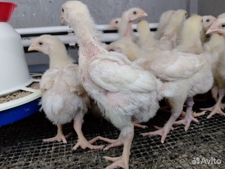 Подрощенный броль