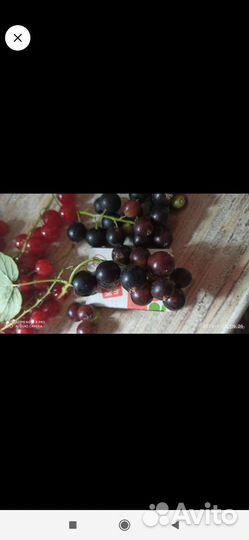 Саженцы смородины, малины, клубники