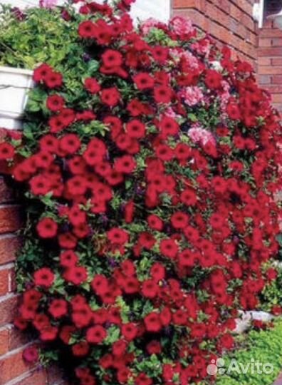 Рассада петунии тайдал