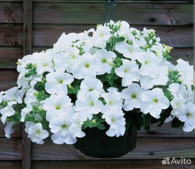 Петуния Фанфара Вайт, вегетативная, черенки