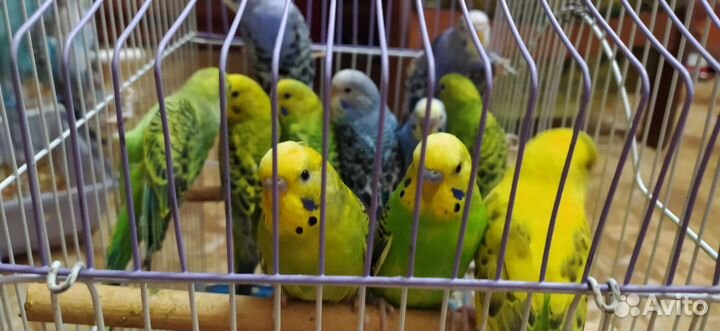 Попугаи