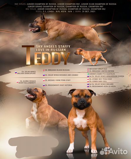 Стаффордширский бультерьер вязка