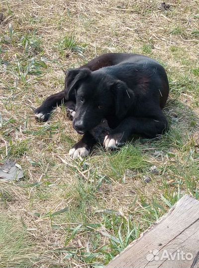 Щенки бесплатно