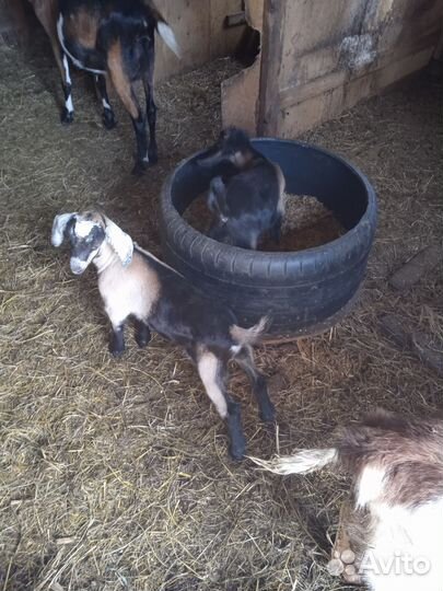 Продаются козлята процентовка нубийцы 11 шт