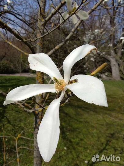 Магнолия кобус