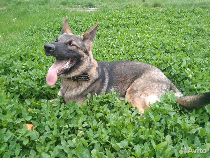 Дрессировка собак кинолог