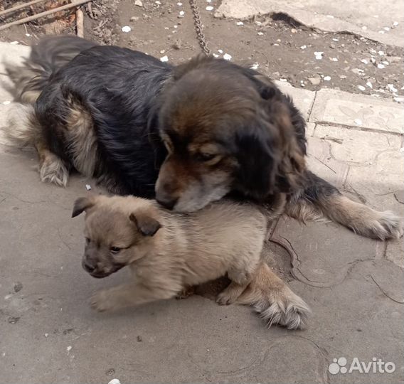 Отдаем щенка