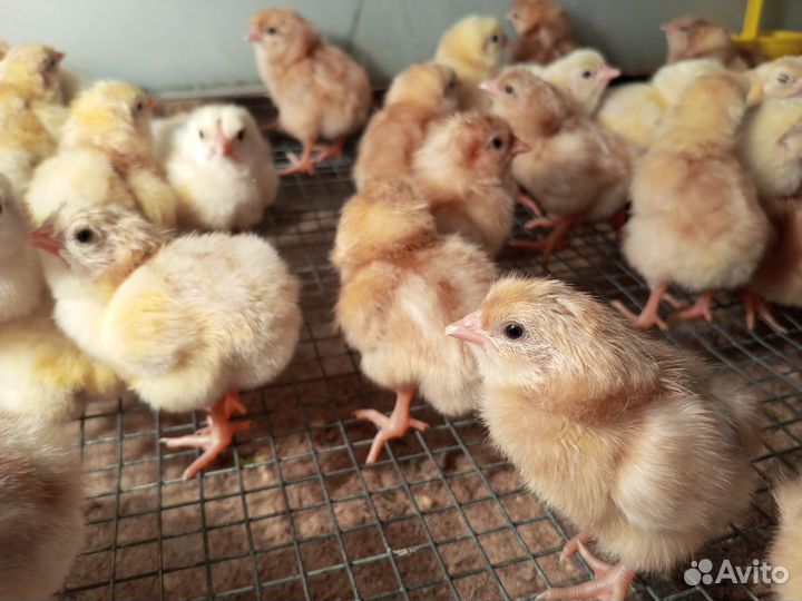 Цыплята