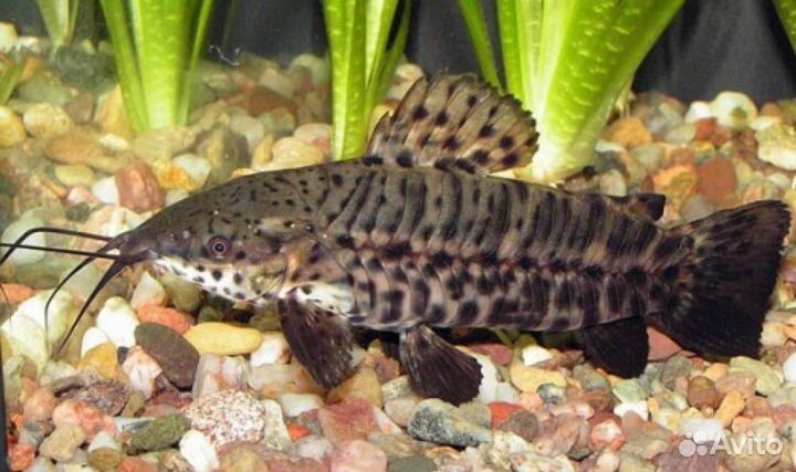 Сом таракатум