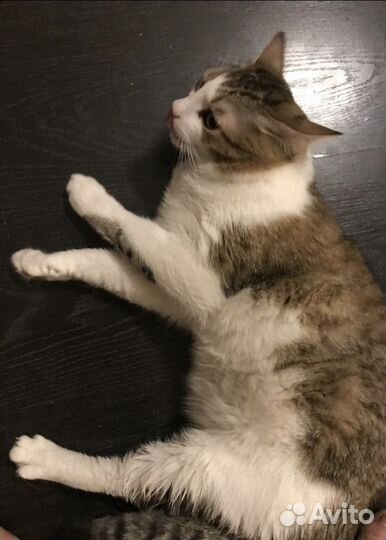 Кот в добрые руки