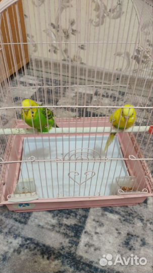 Волнистый попугай