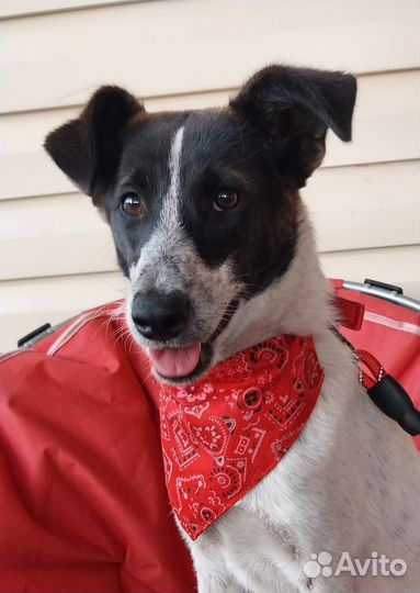 Собачка в добрые руки