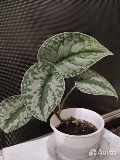 Сциндапсус