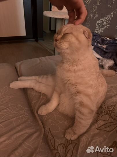 Шотладский вислоухий
