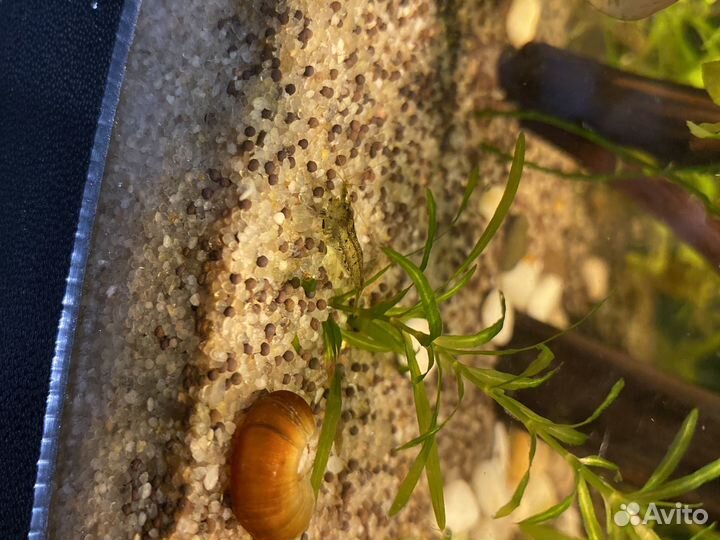 Пресноводные креветки Амано для аквариума