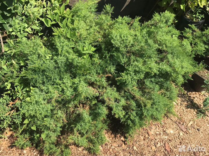 Можжевельники в ассортименте