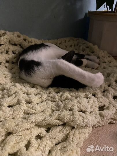 Котенок девочка бесплатно