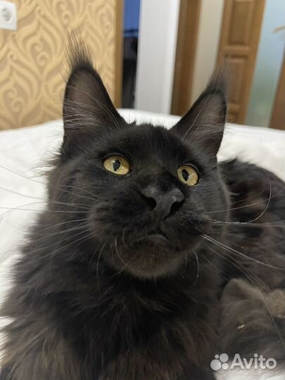 Котята мейн-кун