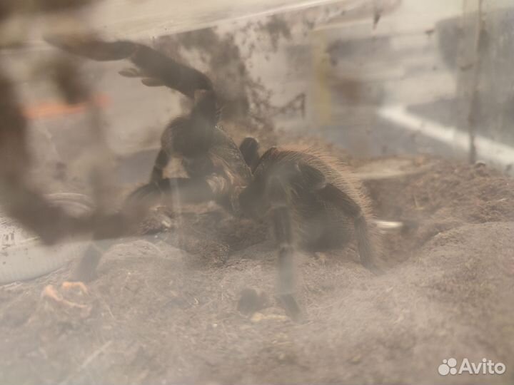 Паук птицеед