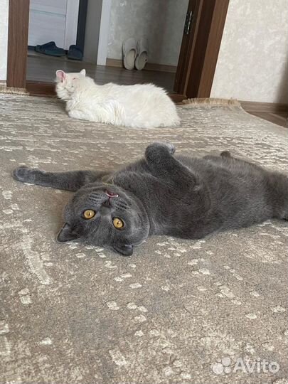 Британский молодой котик