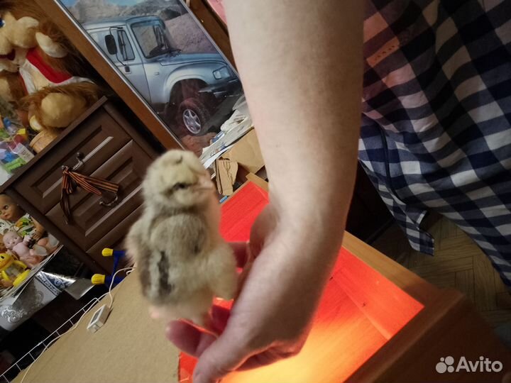 Цыплята 4 суточные Мастер грей