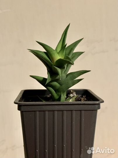 Хавортия, укоренённые цветы