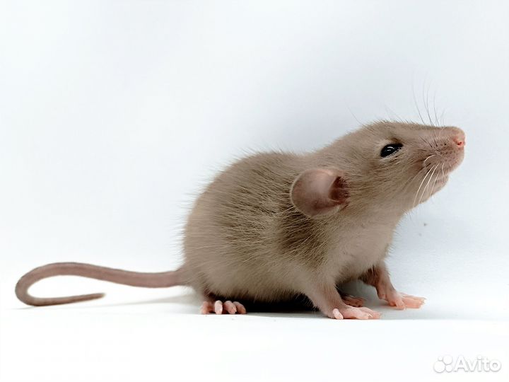 Крысята дамбо и стандарт