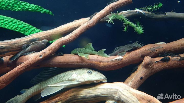 Лорикариевые номерные L сомы,цихлиды, корма,гуппи