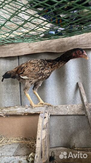 Бойцовые куры разная порода